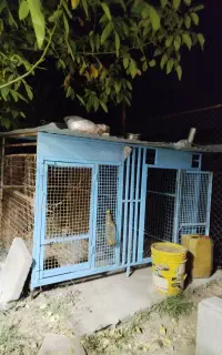 قفس سگ و پرنده دوبل
