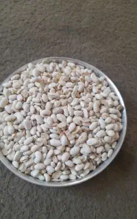 لوبیا سفید