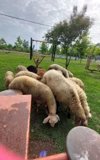 گوسفند زنده