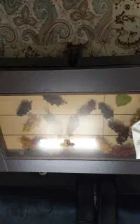 مبل راحتی و ناهار خوری بوفه