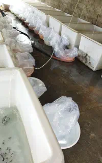 فروش بچه ماهی کپور