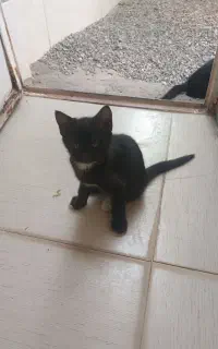 فروش بچه گربه