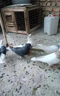 دوکت و طوقی و دم سفید وگرگی