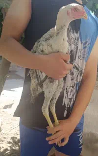 جوجه لاری نسل 4 ماه