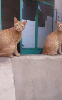 گربه دوست داشتنی