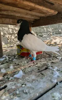 کبوتر خوش رنگ یال