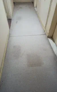 موکت پالاز