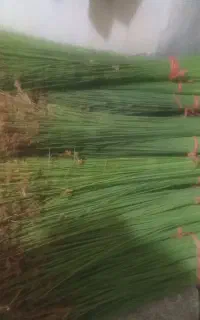 جارو