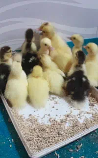 جوجه اردک خارجی و مرغ پر پا