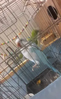 راهب نر و ماده