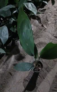 برگ گل عبائی