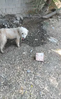 سگ برجی