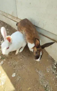 خرگوش