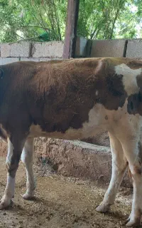 گوساله سمینتال