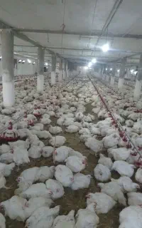 نیازمند‌کارگر‌مرغداری‌