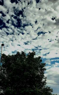 درخت میبندم