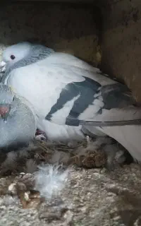 جفت سبزدم سفید عتیقه با دوتا جوجه زیرشون