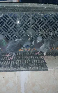 دسه کبوتر دورگ بهبونی70درصد دورگ