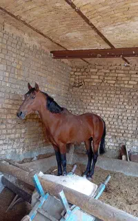 فروش اسب جوان