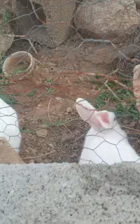 خرگوش