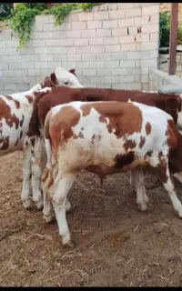 خرید و فروش انواع گاو و گوساله