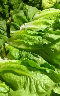 فروشنده کاهو متری خطی کیلویی دانه ای