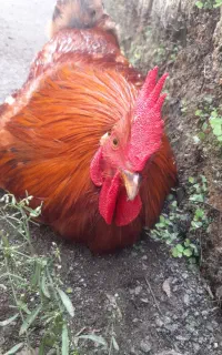 خروس خوشگل معاوضه هم دارم