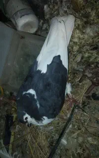 کبوتر