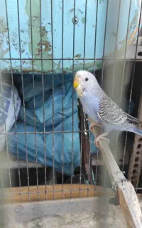 مرغ عشق نر250تومان