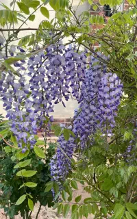 استخدام سرایه دار