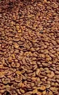 انواع دان قهوه عربیکا و ربستا