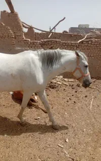 اسب دره شور باکره نر