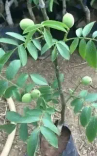 نهال های گلدانی درجه یک موجود هست