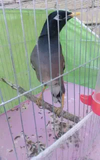 قناری مینا  مرغ عشق عروس کوتوله فنچ سهره