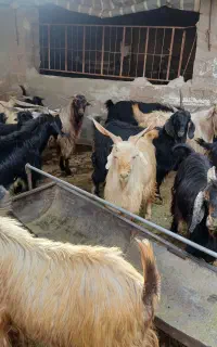 فروس ۳۳راس کهر نر چاق مخصوص عید قربان
