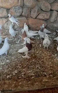 طوقی و سفید
