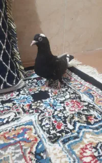 ماده درجایی