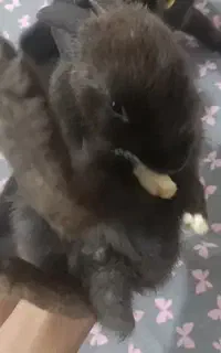 خرگوش سیاه و سفید (خرگوشک)