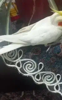 عروس هلندی سخنگو