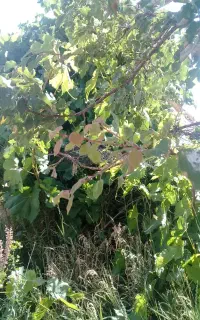 تیلراگرو جدید جهت شخم زدن باغ