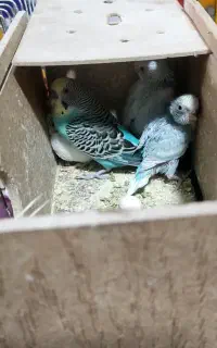 مرغ عشق با جوجه
