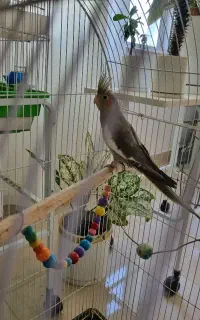 طوطی