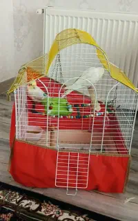 قفس عروس هلندی