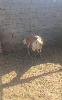 فروش بره قوچی چینی خوب