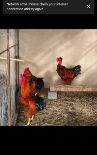 خروس بالغ