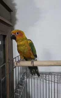 طوطی خورشیدی فول دستی