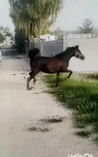 کره اسب عرب ۲ساله