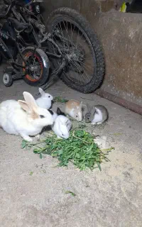 خرگوش دونه ۴۰۰ هزار