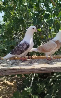 ۴ عدد حیون