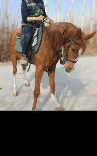 حراج واقعی اسب عرب  فقط به مدت ۲ روز